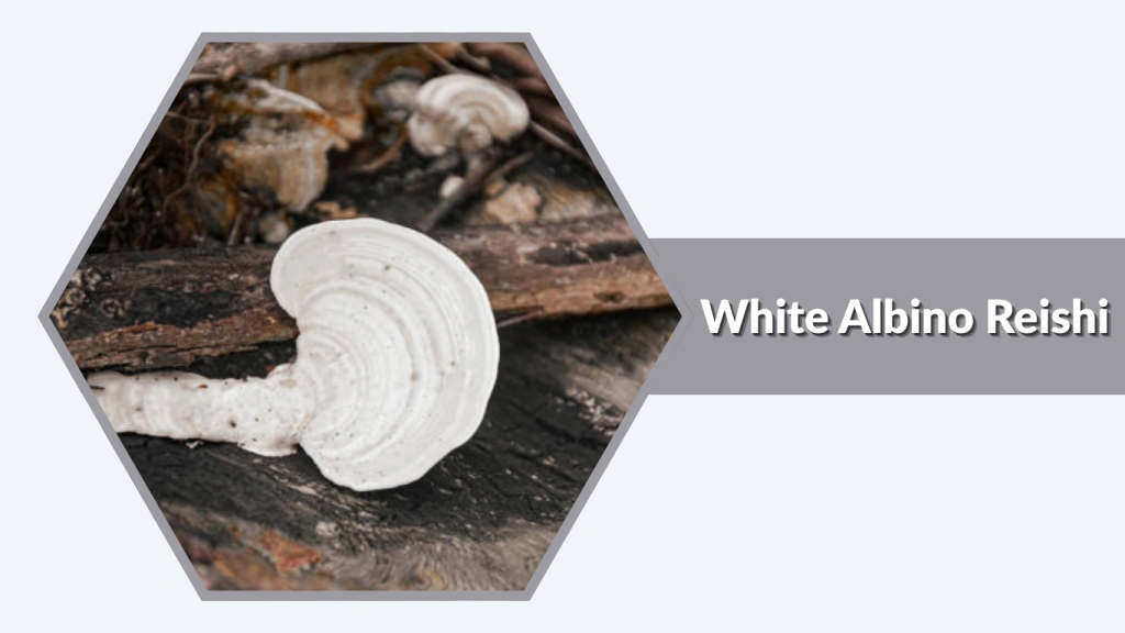 White Albino Reishi