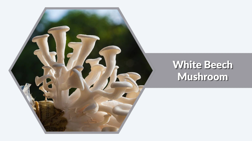 White Beech Mushroom (Shimeji) (Hypsizygus tessellatus)