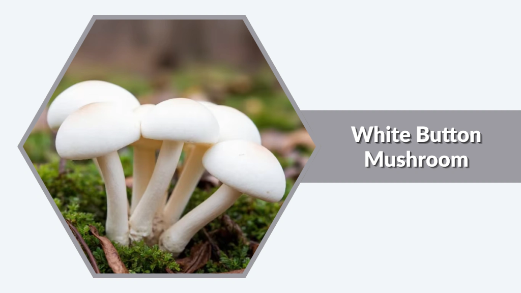 White Button Mushroom (Agaricus bisporus)