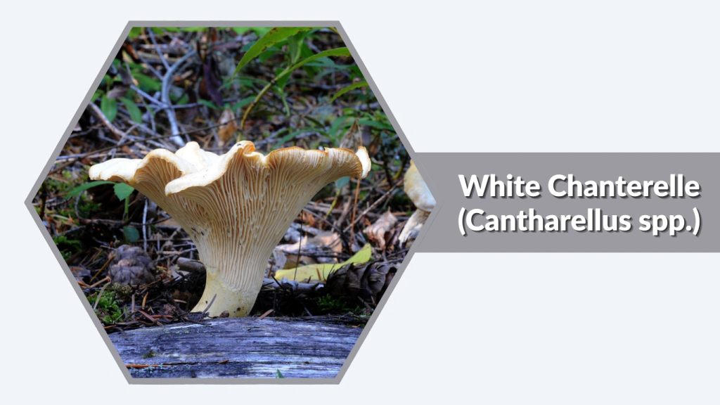 White Chanterelle (Cantharellus spp.)