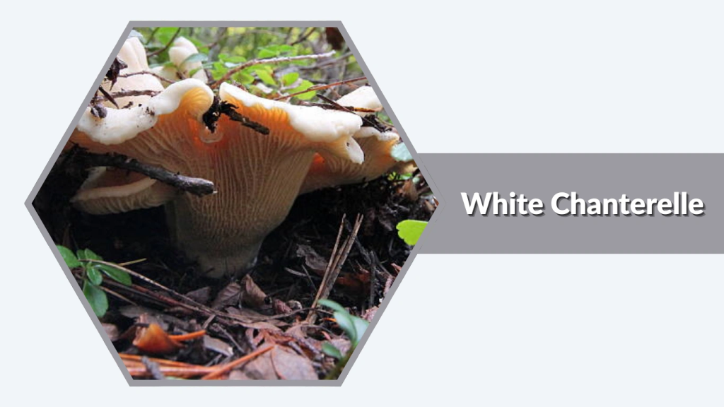 White Chanterelle (Cantharellus subalbidus)