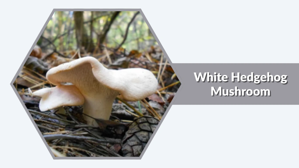 White Hedgehog Mushroom (Hydnum repandum, pale form)