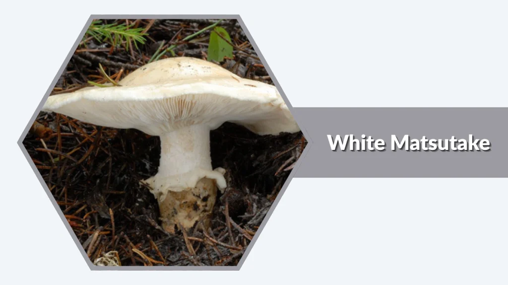 White Matsutake