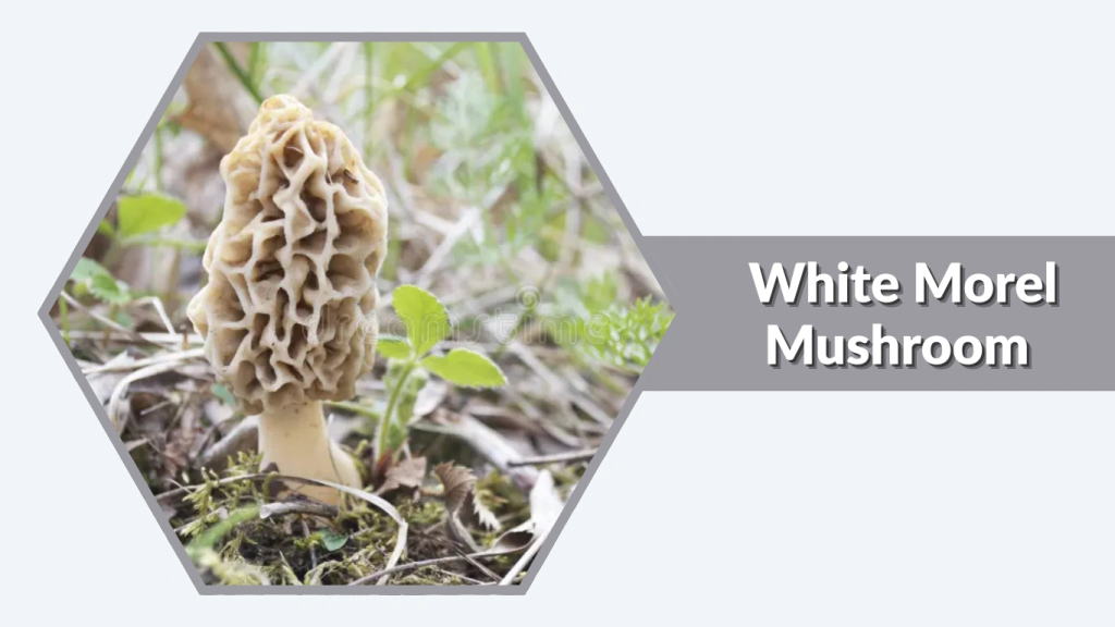  White Morel Mushroom (Morchella deliciosa)