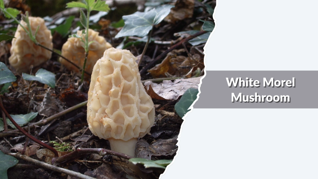 White Morel Mushroom (Morchella deliciosa  pale forms)