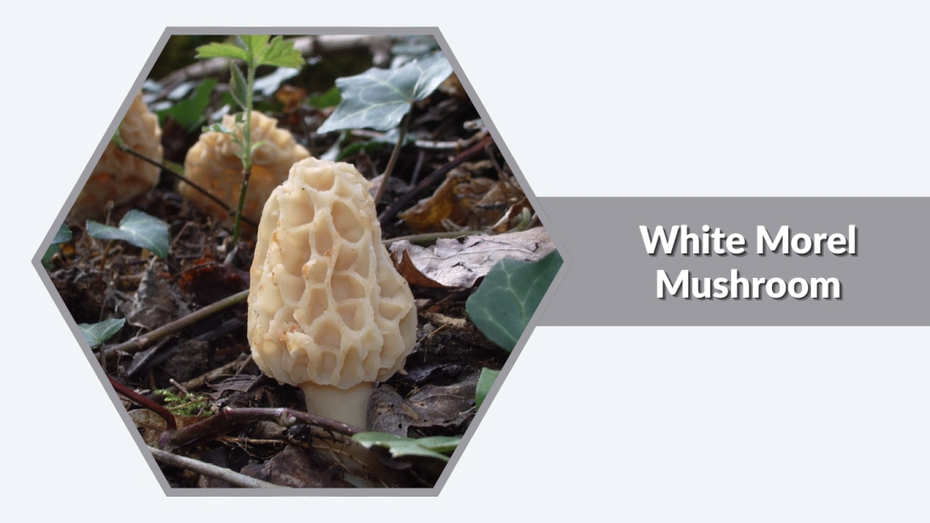 White Morel Mushroom (Morchella spp.)