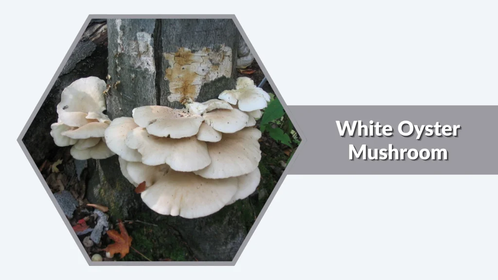 White Oyster Mushroom (Pleurotus ostreatus)