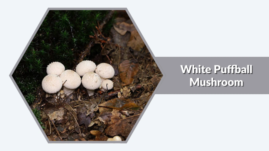 White Puffball Mushroom