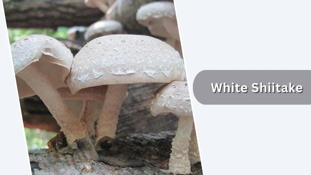 White Shiitake