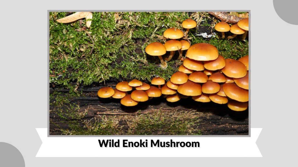 Wild Enoki Mushroom