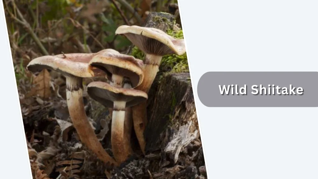 Wild Shiitake