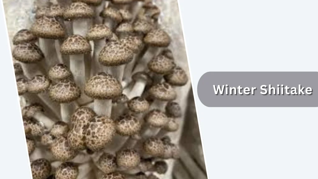 Winter Shiitake