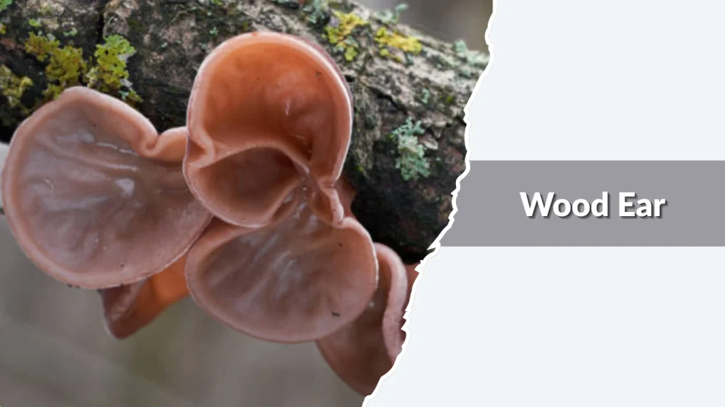 Wood Ear