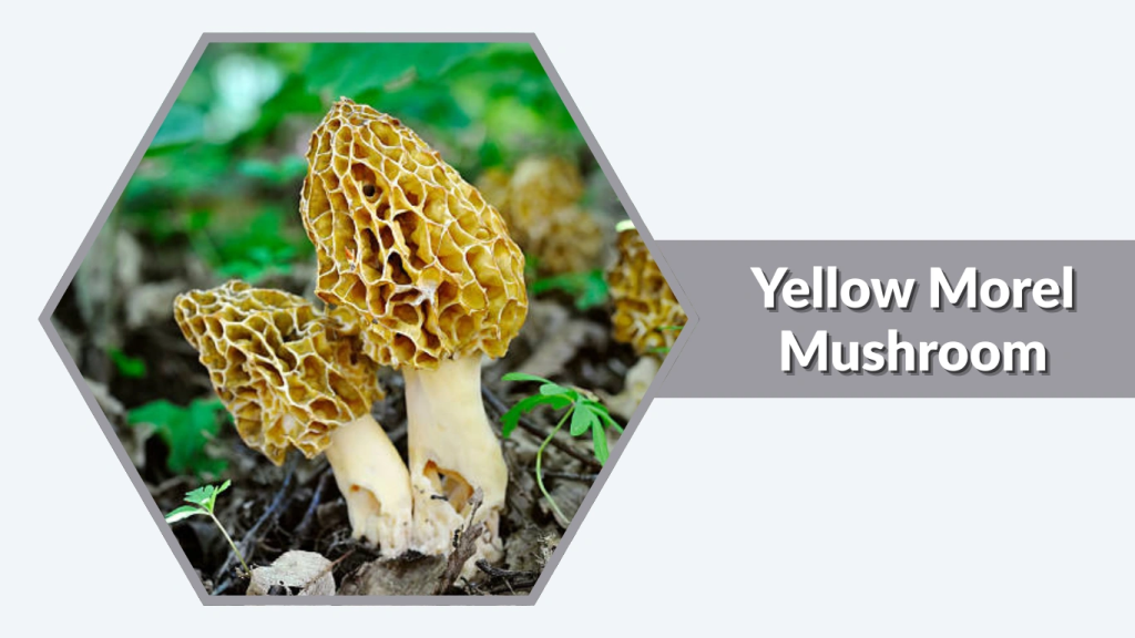 Yellow Morel Mushroom
