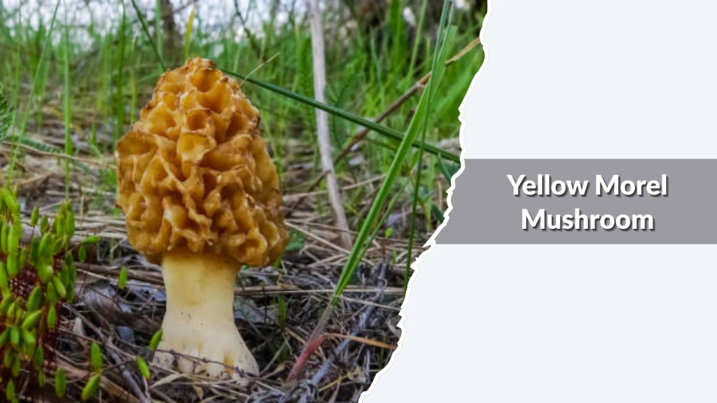 Yellow Morel Mushroom (Morchella esculenta group)