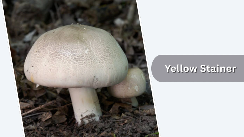 Yellow Stainer (Agaricus xanthodermus)