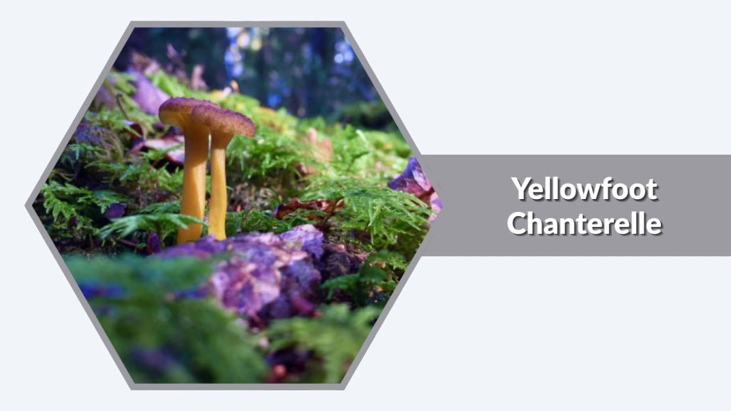 Yellowfoot Chanterelle (Craterellus tubaeformis)