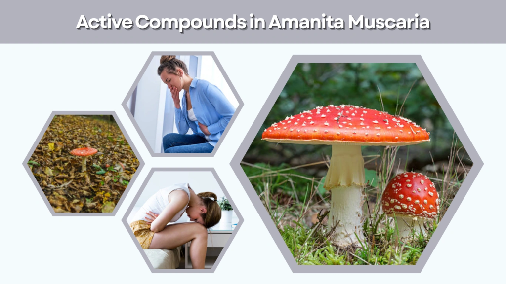 Active Compounds in Amanita Muscaria