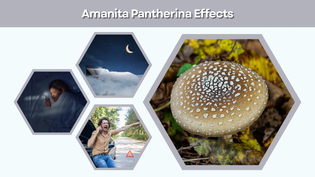 Amanita Pantherina Effects