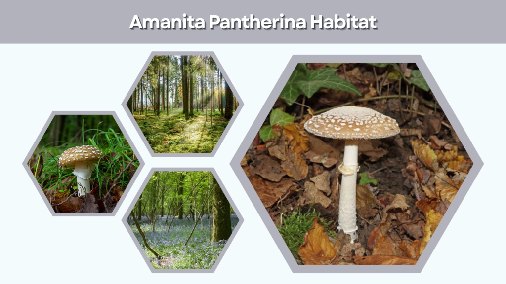 Amanita Pantherina Habitat