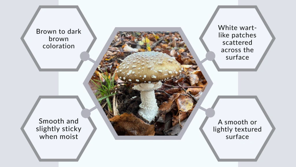 Amanita Pantherina Identification Guide