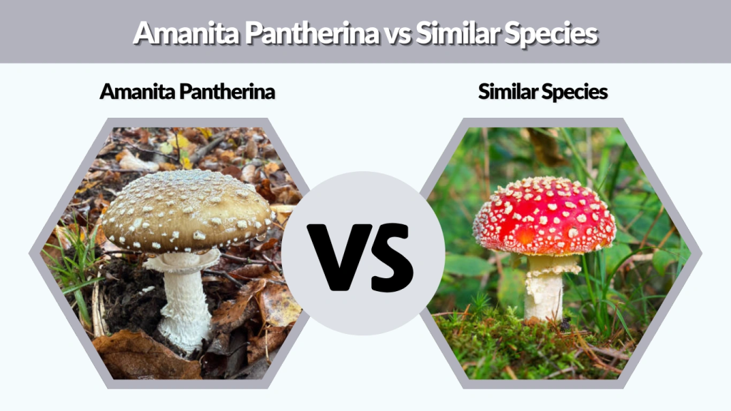Amanita Pantherina vs Similar Species