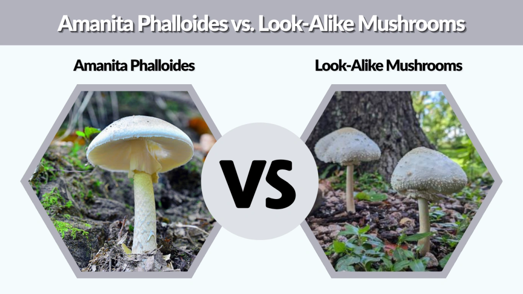 Amanita Phalloides vs. Look-Alike Mushrooms