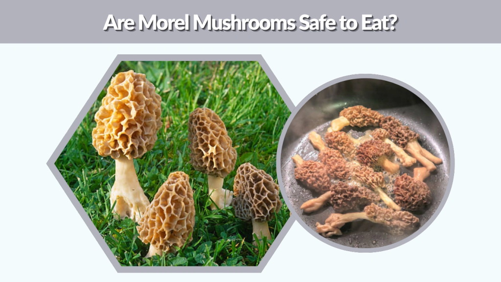 Are Morel Mushrooms Safe to Eat