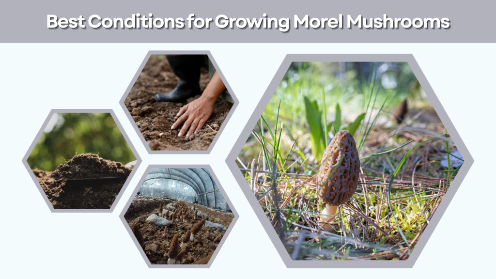 Best Conditions for Growing Morel Mushrooms