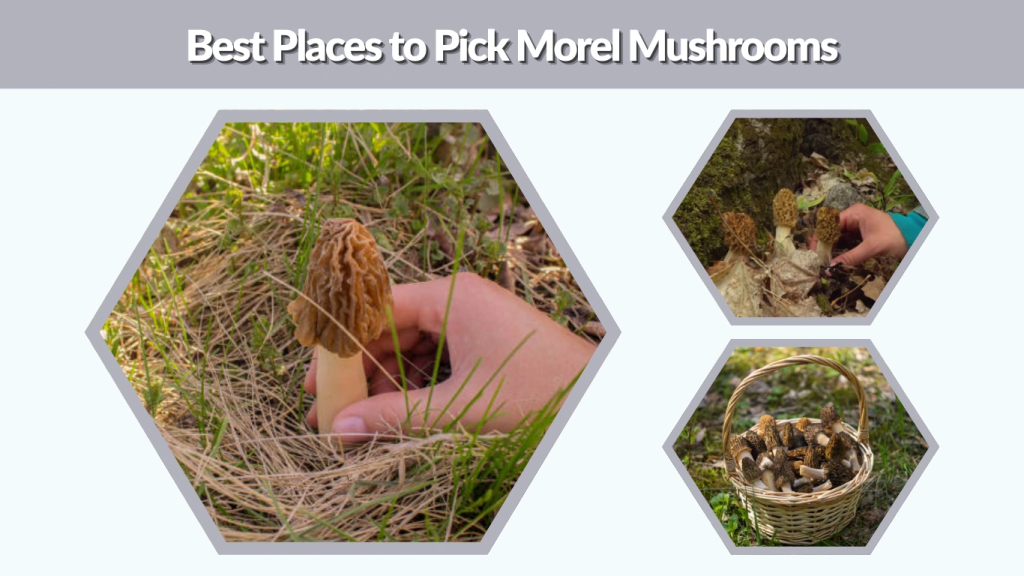 Best Places to Pick Morel Mushrooms
