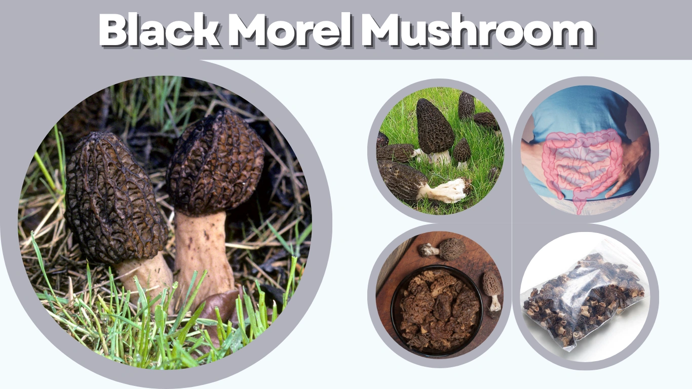 Black Morel Mushroom A Gourmet Treasure of the Wild