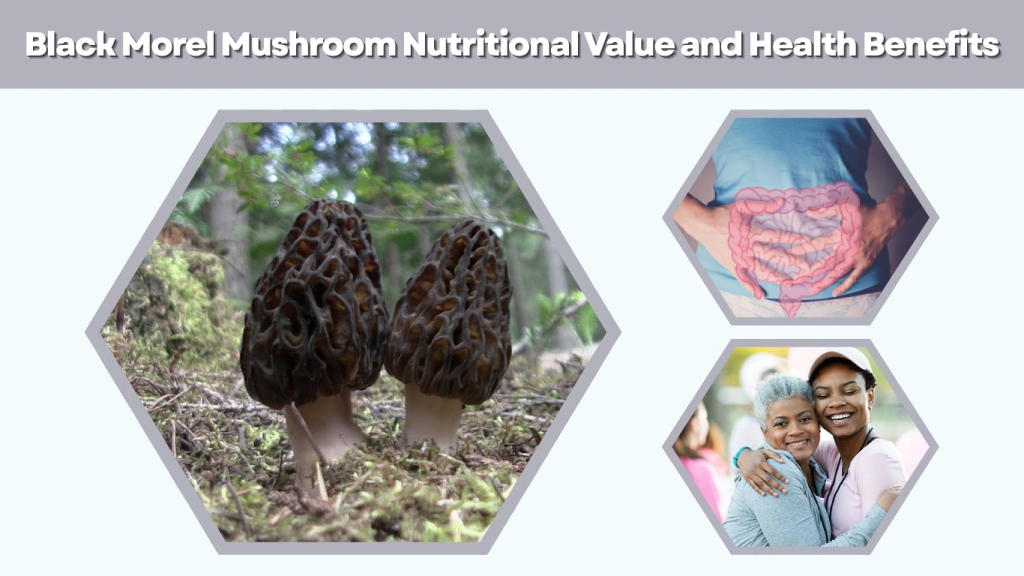 Black Morel Mushroom Nutritional Value and Health Benefits