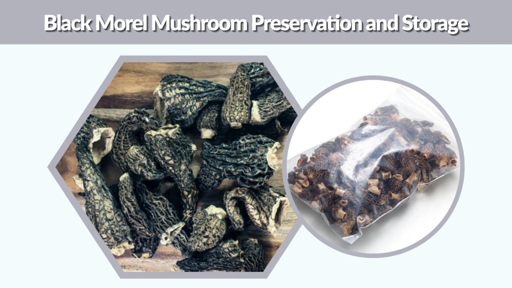 Black Morel Mushroom Preservation and Storage