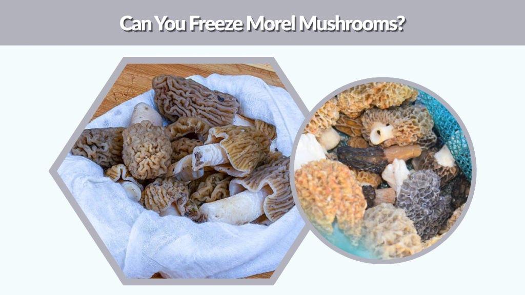 Can You Freeze Morel Mushrooms