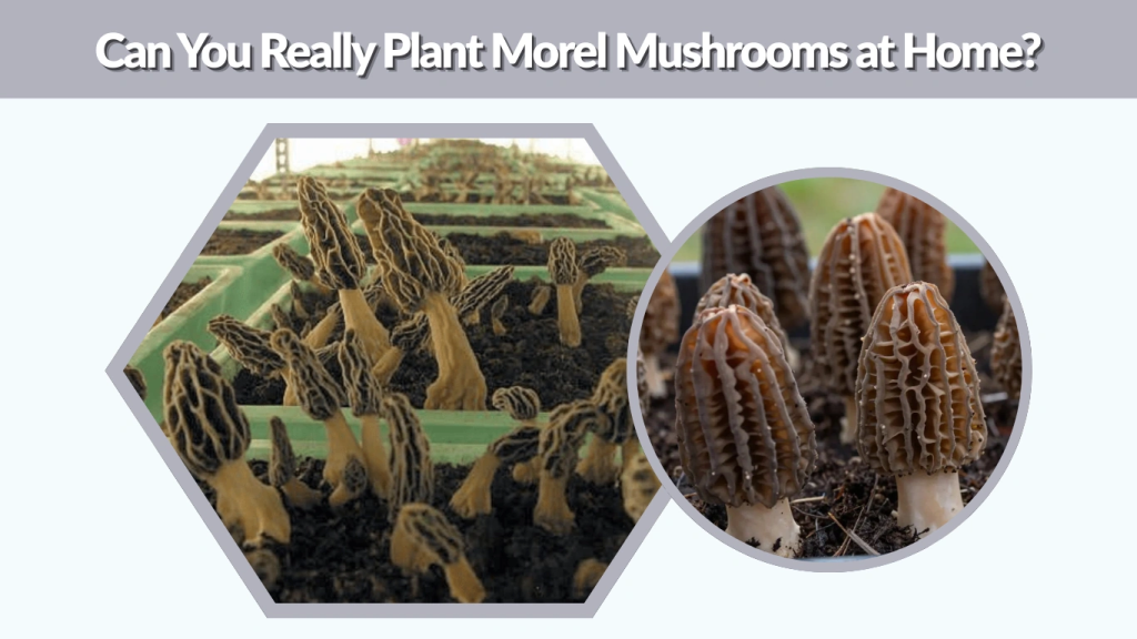 Can You Really Plant Morel Mushrooms at Home