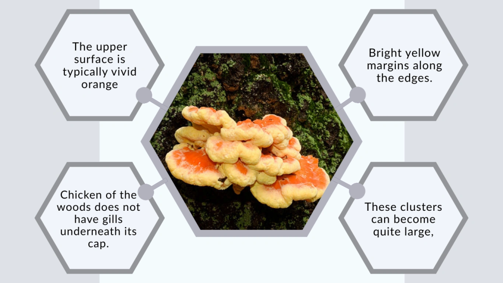 Chicken of the Woods Mushroom Identification