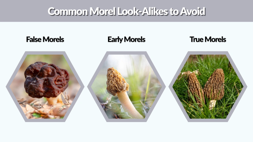 Common Morel Look-Alikes to Avoid