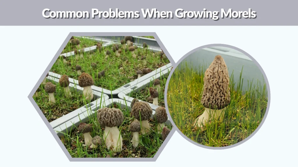 Common Problems When Growing Morels