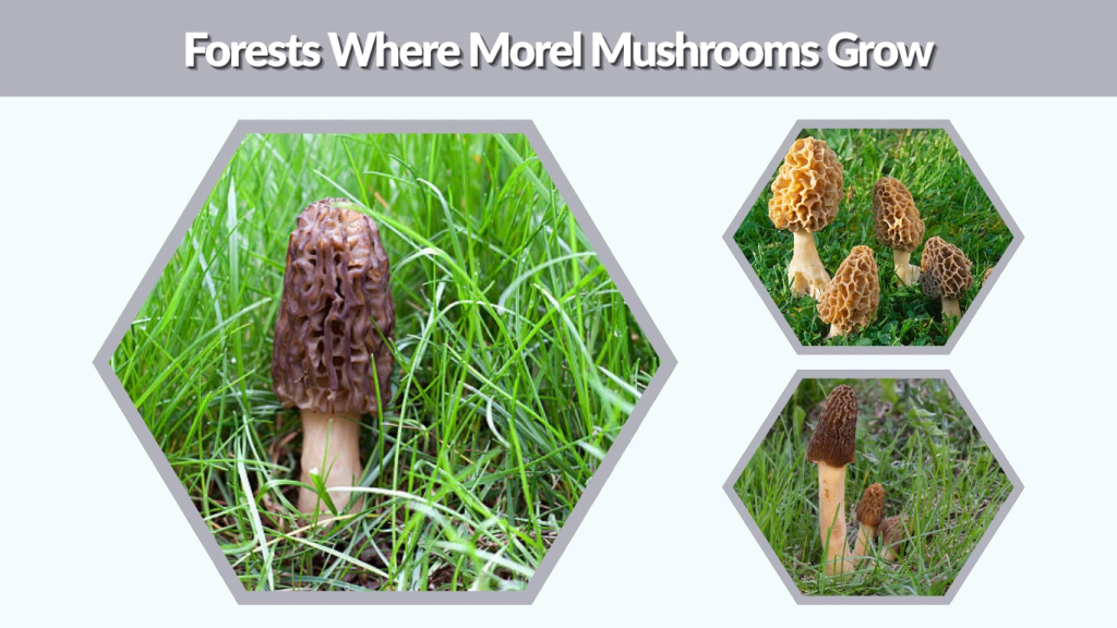 Forests Where Morel Mushrooms Grow