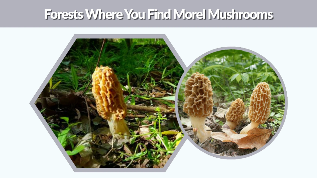 Forests Where You Find Morel Mushrooms
