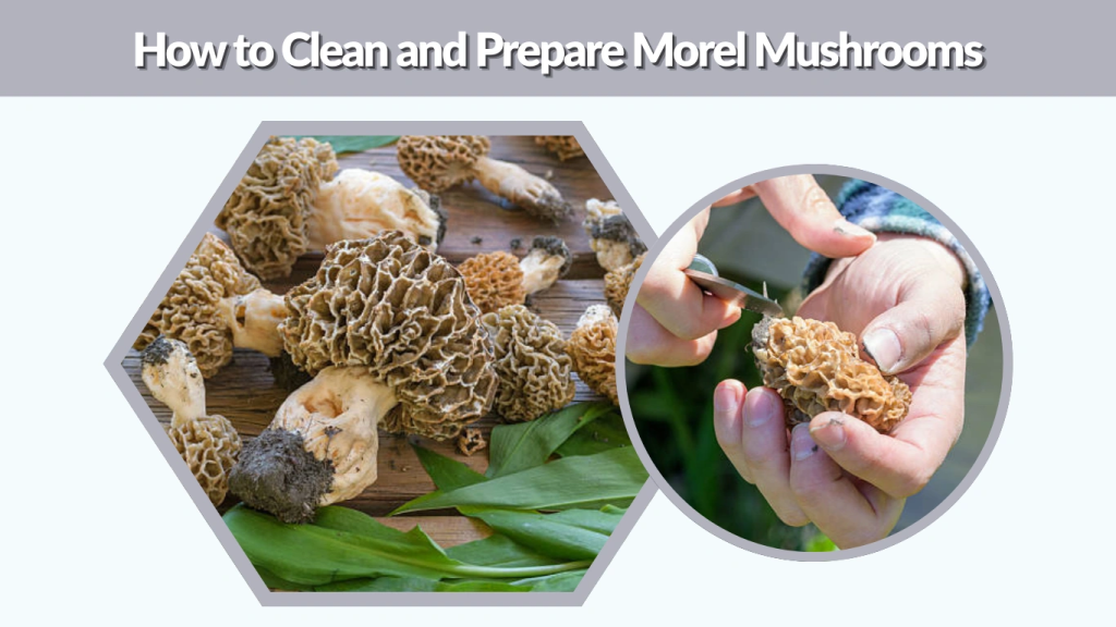 How to Clean and Prepare Morel Mushrooms