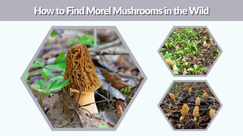How to Find Morel Mushrooms in the Wild