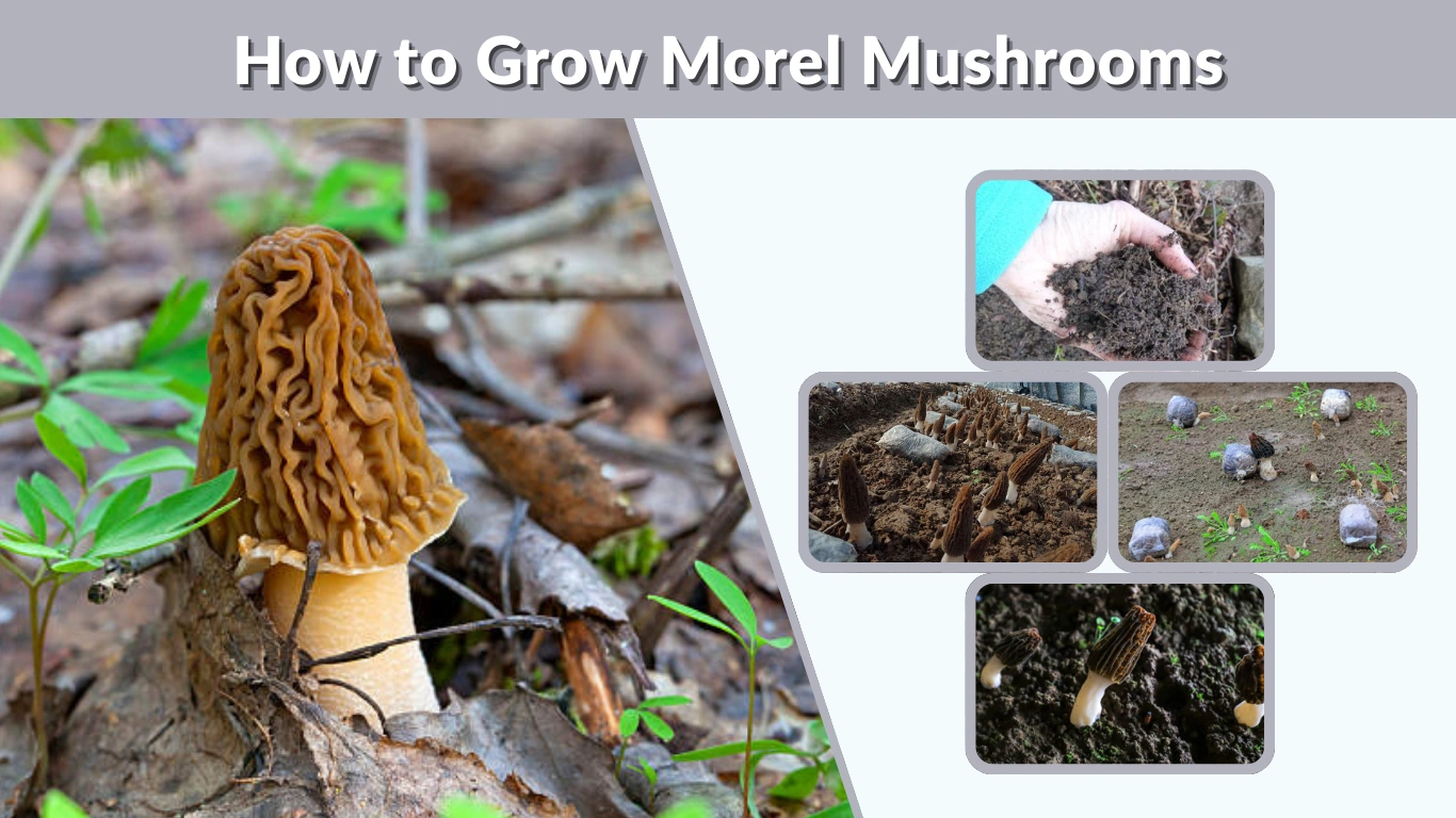 How to Grow Morel Mushrooms at Home Step by Step