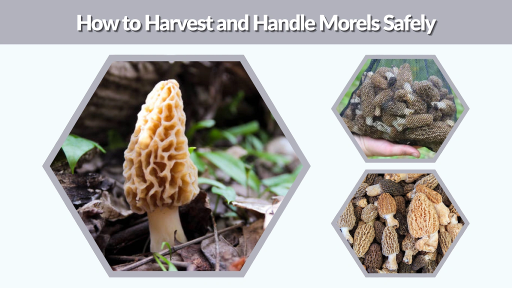 How to Harvest and Handle Morels Safely