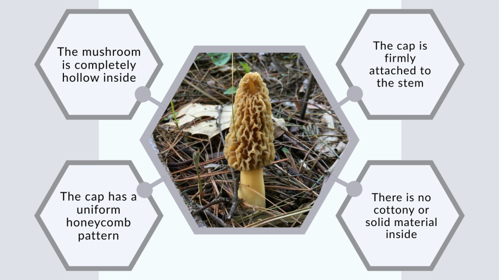 How to Identify Morel Mushrooms