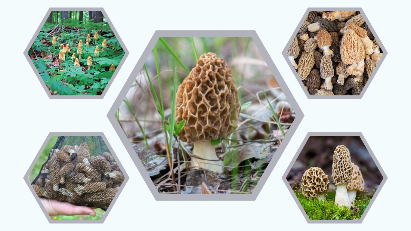 How to Identify Morel Mushrooms Step-by-Step Guide