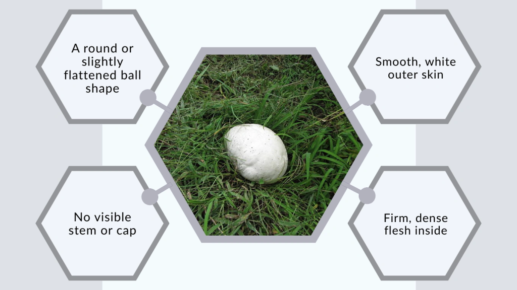 How to Identify a Giant Puffball Mushroom Safely