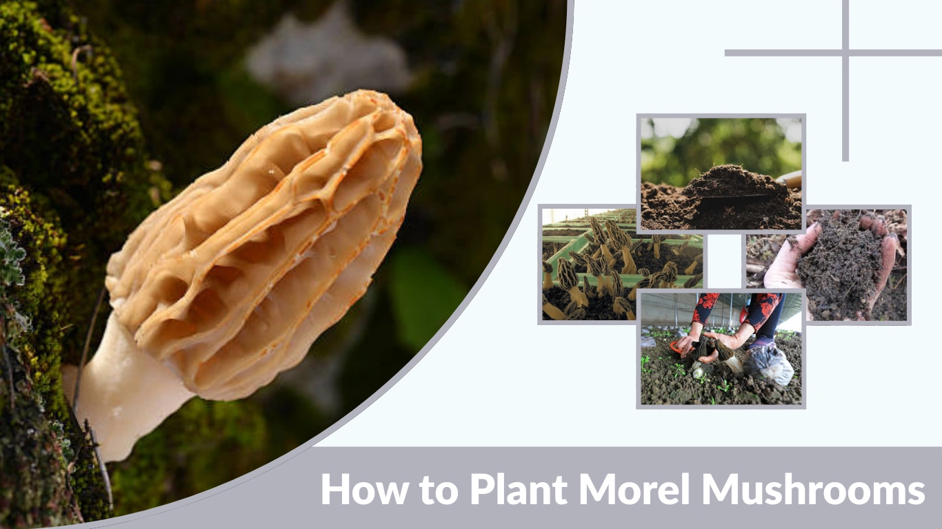 How to Plant Morel Mushrooms A Beginner’s Guide