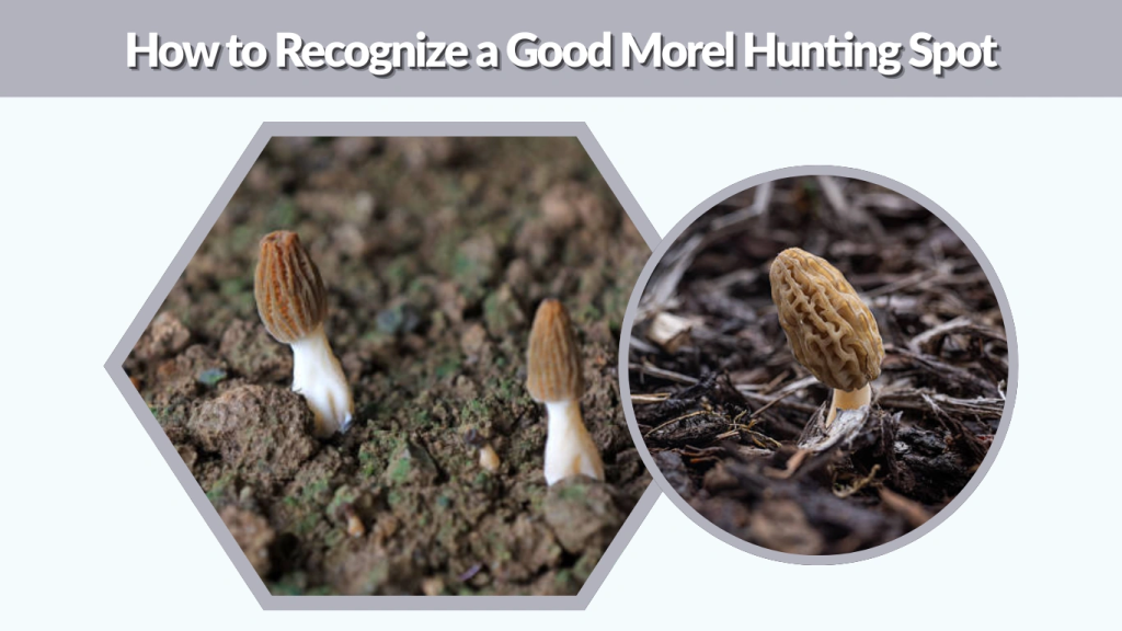 How to Recognize a Good Morel Hunting Spot