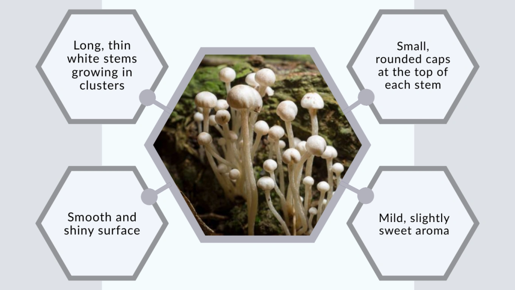 Identification of Enoki Mushroom